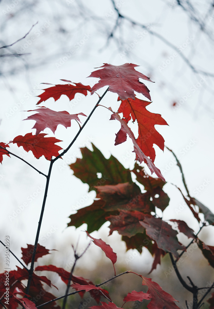 Red oak leaves against the blue sky in autumn. Red oak leaves against the blue sky in autumn.