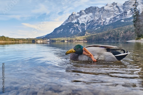 Close up of a duck swimming in a mountain lake in Bavaria.