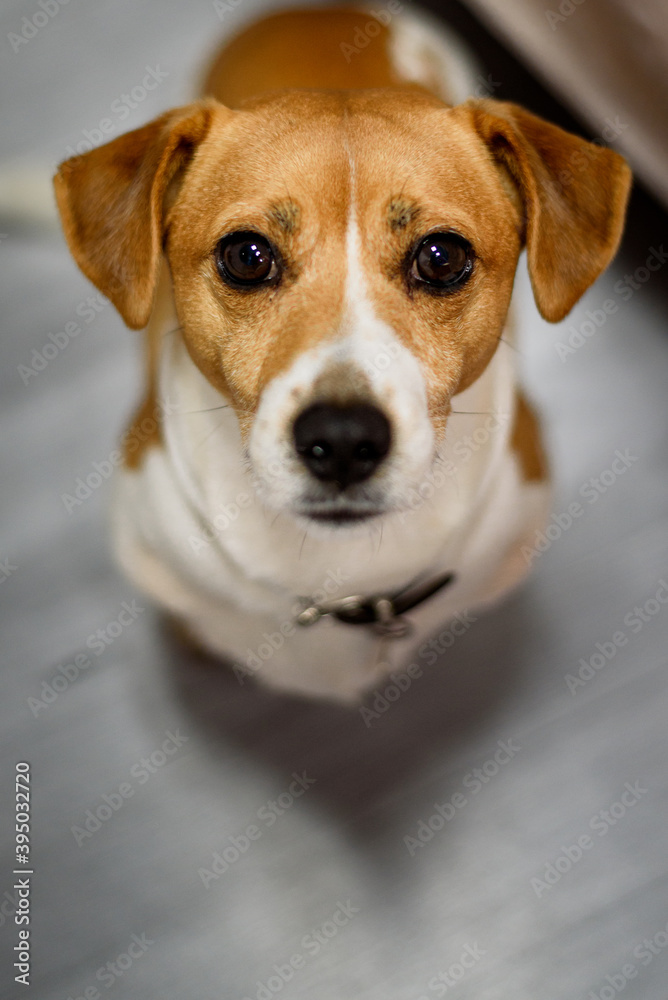 ritratto di un cane  jack Russell