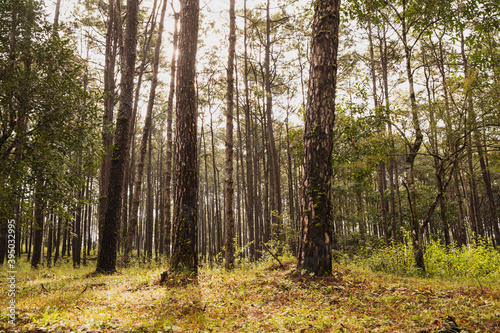 green forest. Trees in morning fog on mountain. Mystic green seasonal foggy conifer forest trees. Pine forest. Glowing fog in the forest in the evening