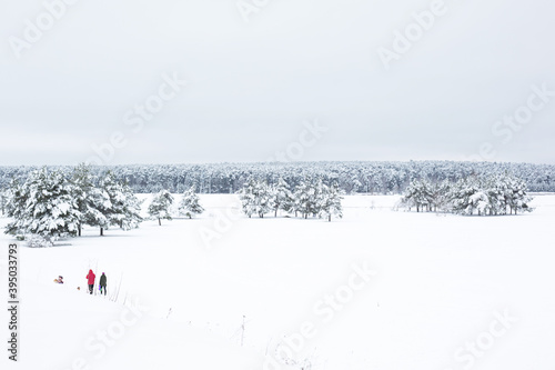 Snow-covered trees in the forest after a snowfall. Spruce and pine trees in white, natural background