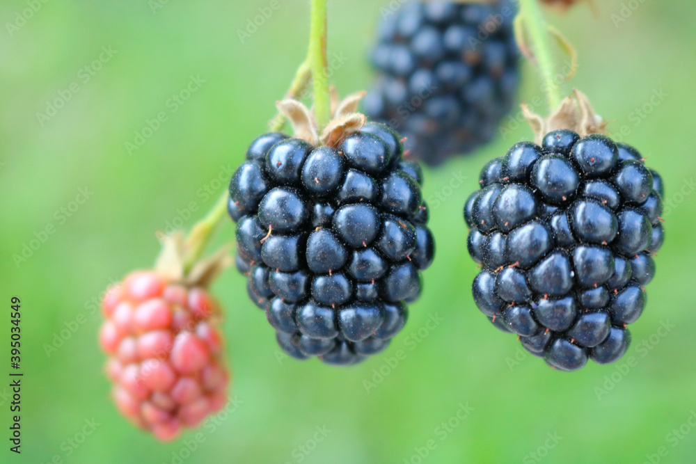 Blackberries on a green background. Ripe black berries and unripe pink berries. Selective focus. Blackberries on a green background. Ripe black berries and unripe pink berries. Selective focus.