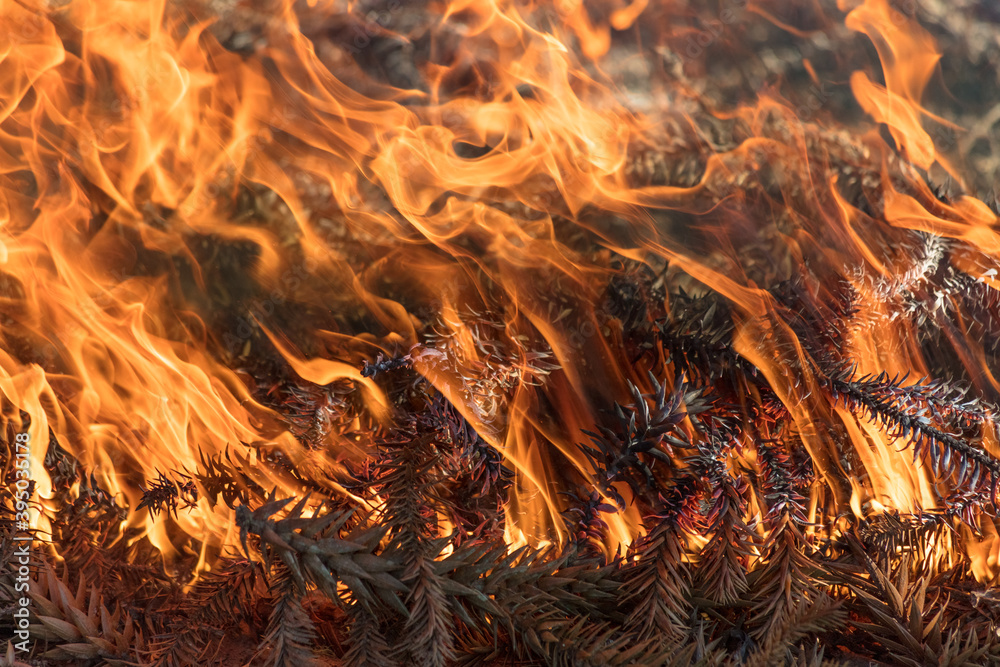 Fotografie Fogo em galhos secos de pinheiro