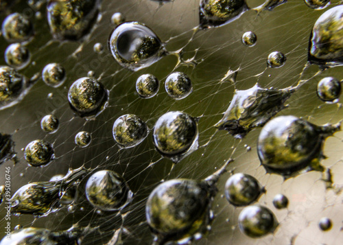 drops of water on spider web