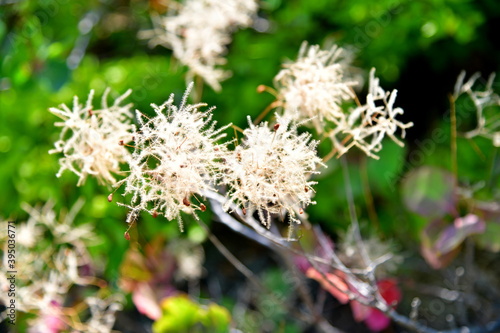 close up of grass