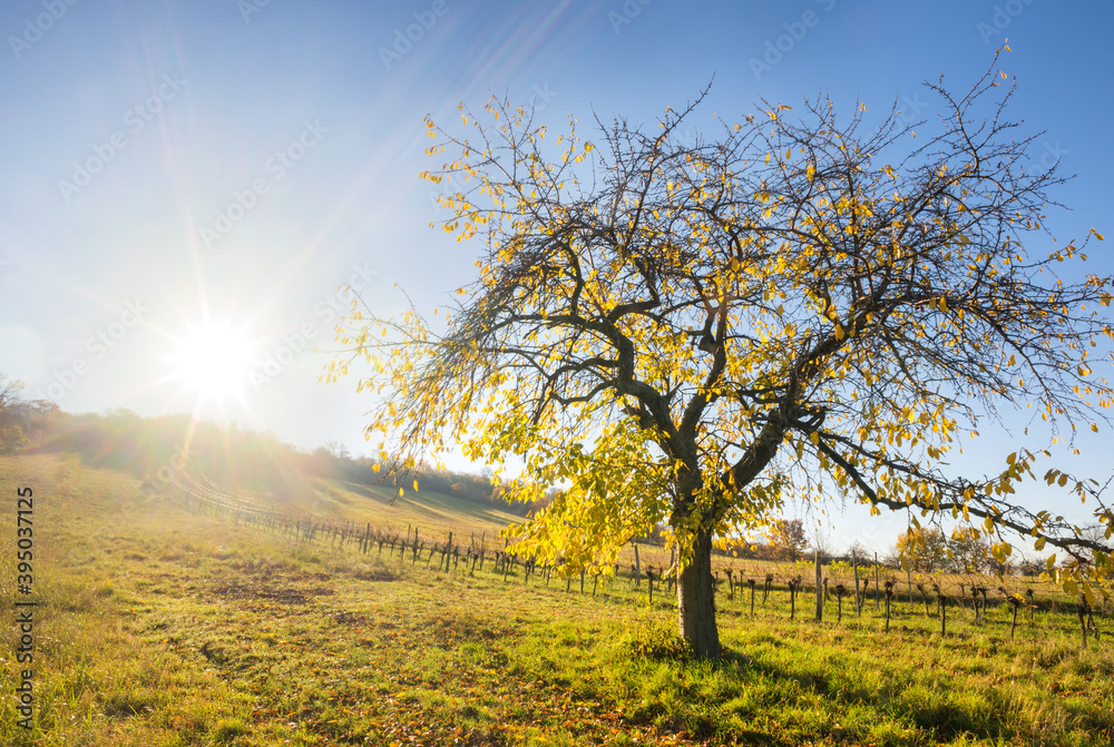 amazing sunrays on a autumn cherry tree in Burgenland