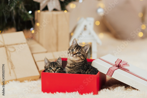 Two kittens in a red gift box under Christmas tree at home. Christmas gift. photo