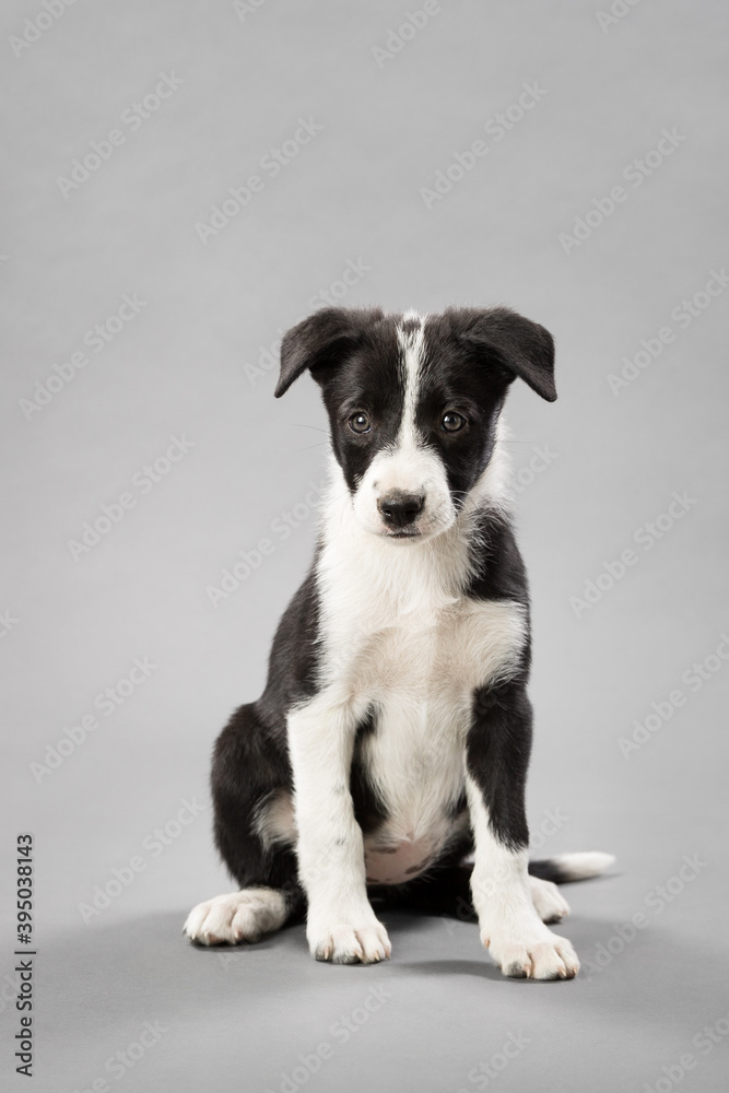 adorable border collie puppy dog sitting on a light grey seamless background in a studio