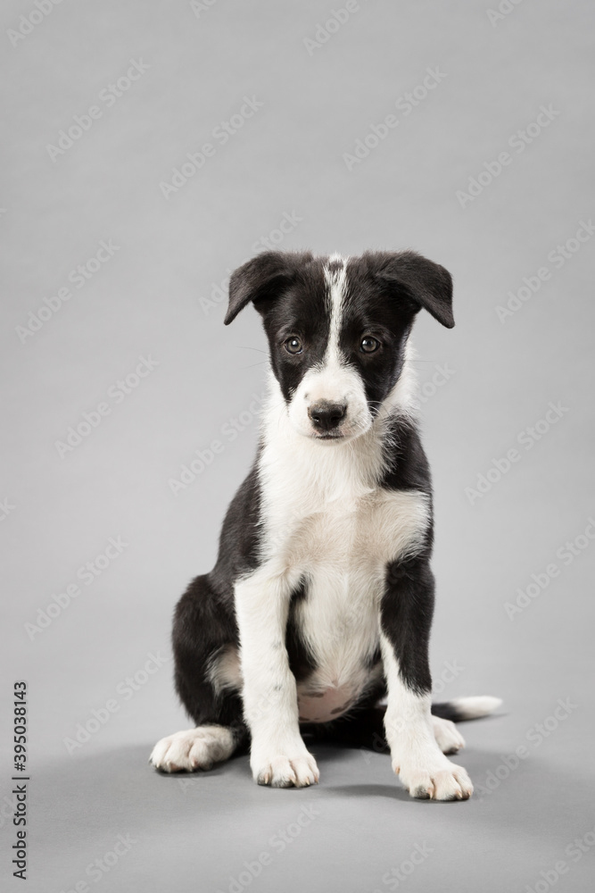 adorable border collie puppy dog sitting on a light grey seamless background in a studio adorable border collie puppy dog sitting on a light grey seamless background in a studio