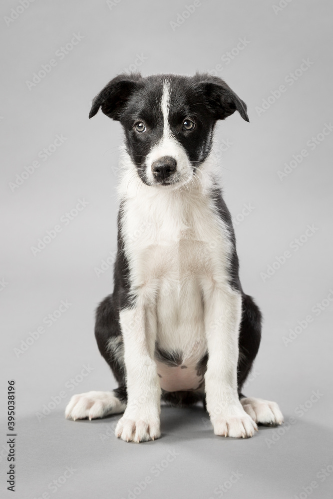 adorable border collie puppy dog sitting on a light grey seamless background in a studio adorable border collie puppy dog sitting on a light grey seamless background in a studio
