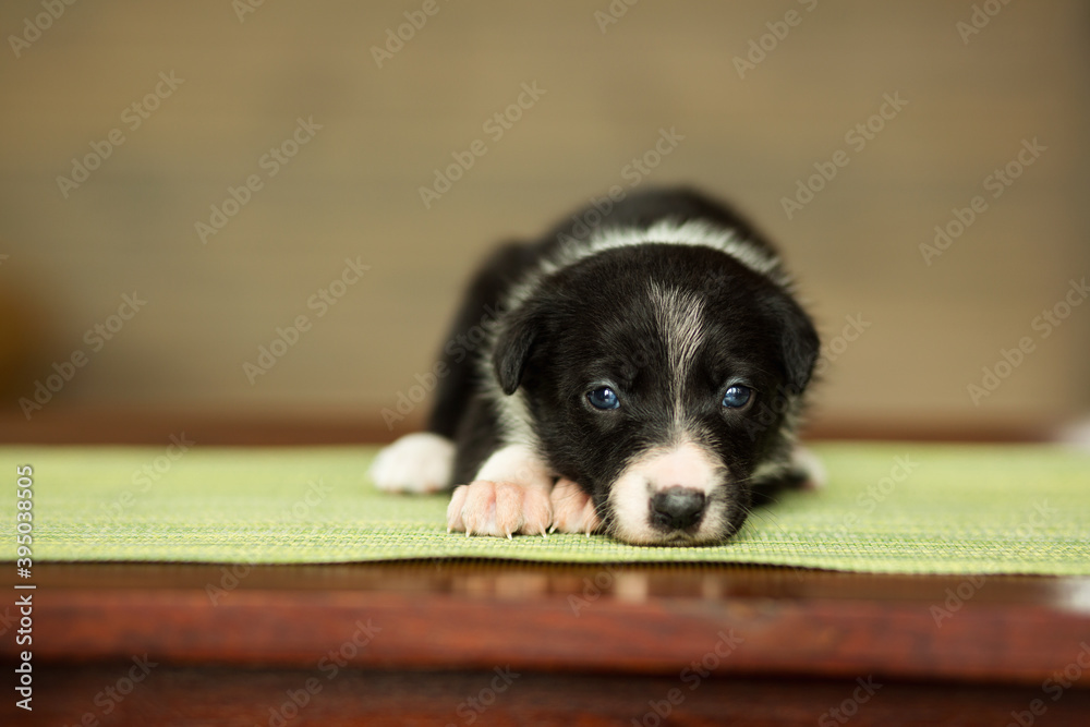 adorable border collie puppy dog lying down on a green tablecloth on a brown table in a living room