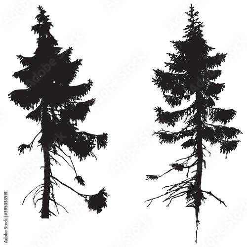 SILHOUETTE DE VIEUX SAPIN