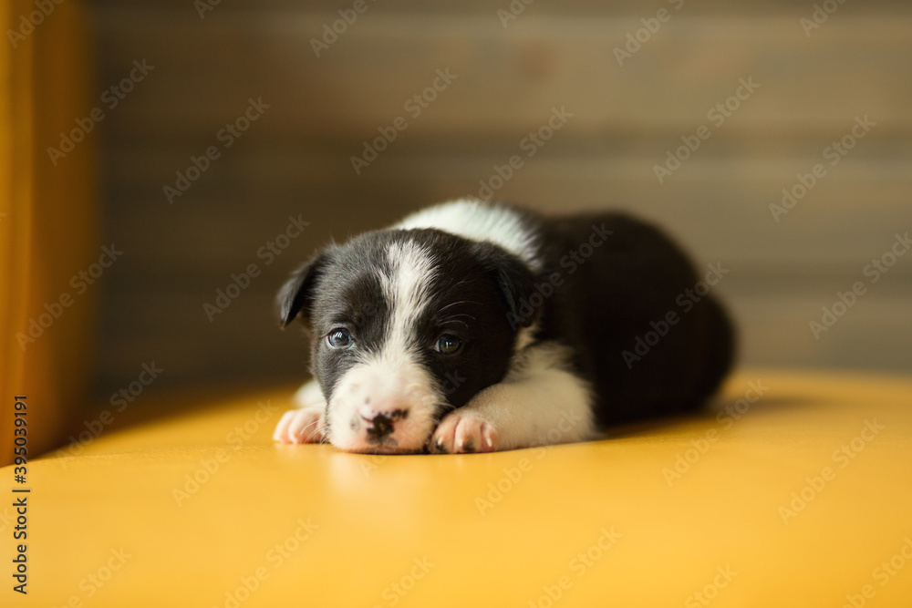 adorable border collie puppy dog lying down on a yellow sofa in a living room adorable border collie puppy dog lying down on a yellow sofa in a living room