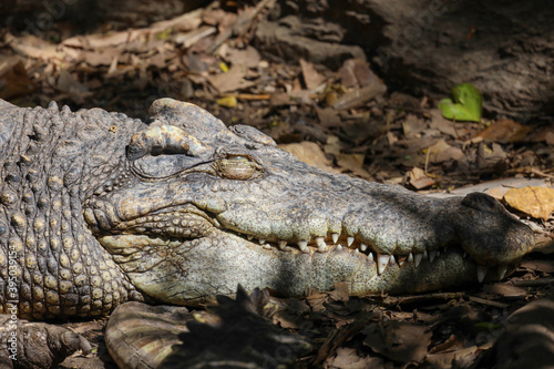 Close up head crocodile is rest and sleep in thailand.