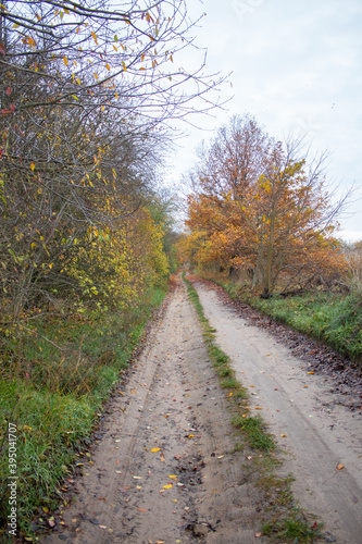 A field path by autumn trees © bzyxx
