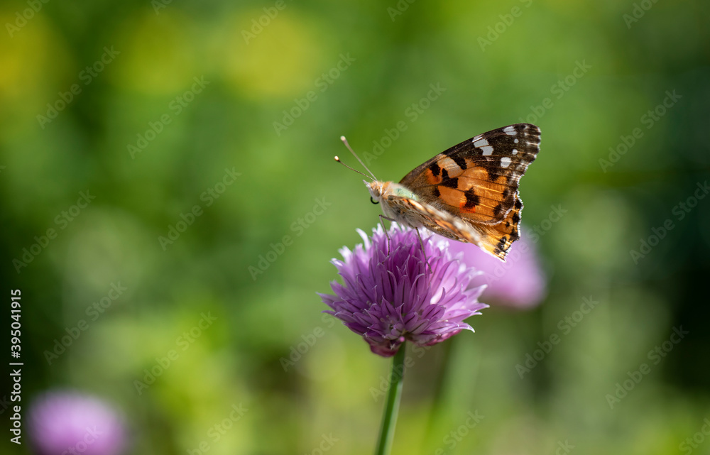 Close-up butterfly on a flower
Close-up butterfly on a flower