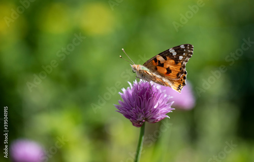  Close-up butterfly on a flower © Alexander