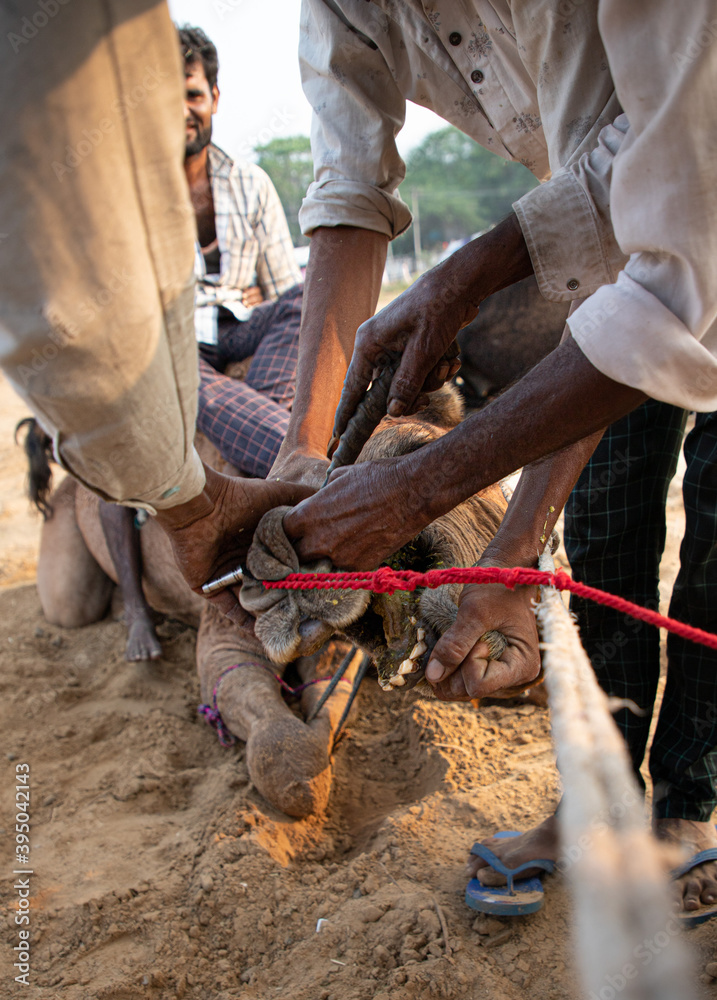 piercing of camel nose at pushkar camel festival.