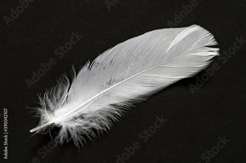 Photo of a white goose feather on a black cardboard background