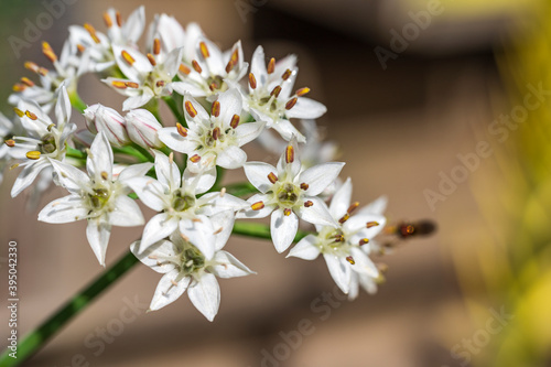 The fine flowers of a garlic plant