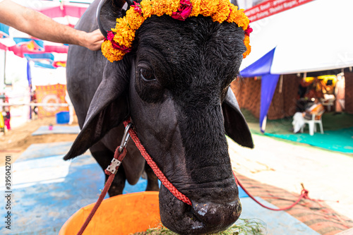 introducing the most expensive buffalo or bull at pushkar camel festival.