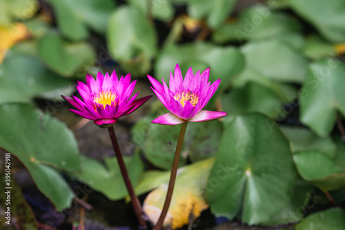 Purple  pink lilies that stand out in the pond.