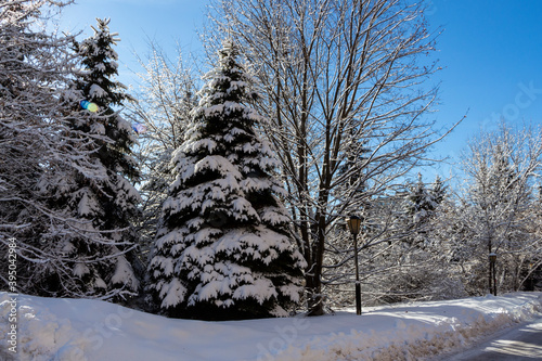 The firstsnow covered trees photo