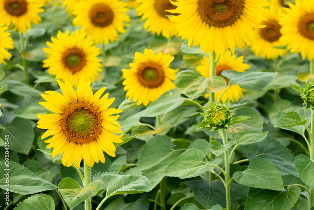 Beautiful yellow color sunflower in the agriculture farm background