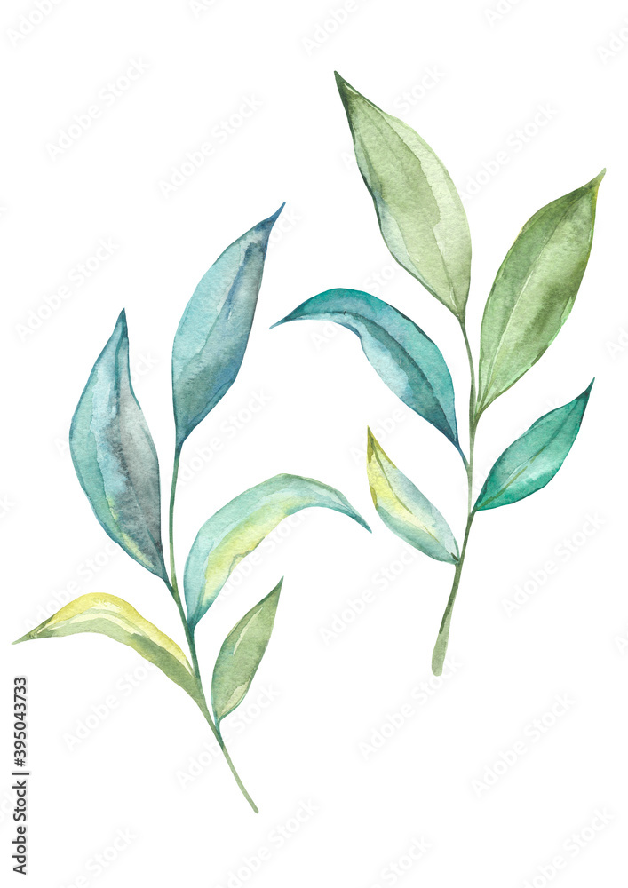 Watercolor green leaves set. Hand painting floral illustration. Leaf, plant,  isolated on white background.