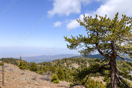 pine tree in mountains