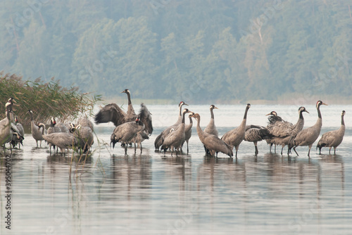 .Cranes  Grus grus  in the morning at the roosting site