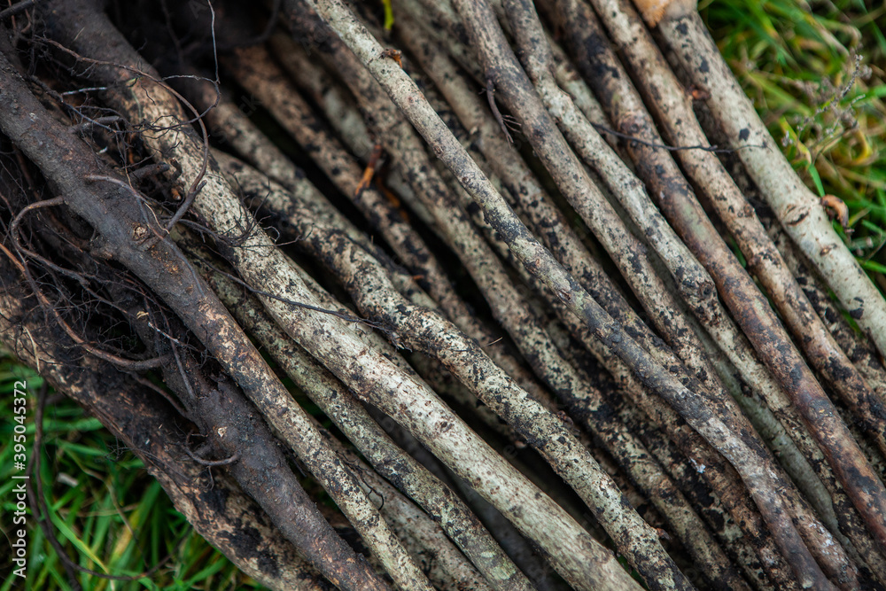 Small trees with roots ready to be planted. Restoration of ecology. New world.