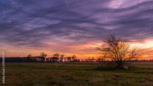 Drzewo na tle kolorowego zachodu słońca photo