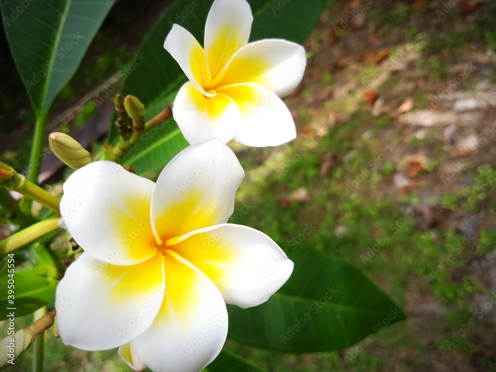 frangipani plumeria flower frangipani plumeria flower