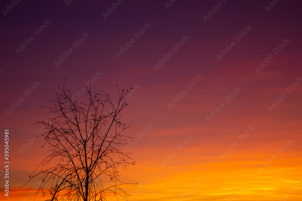 tree on sunset sky background tree on sunset sky background