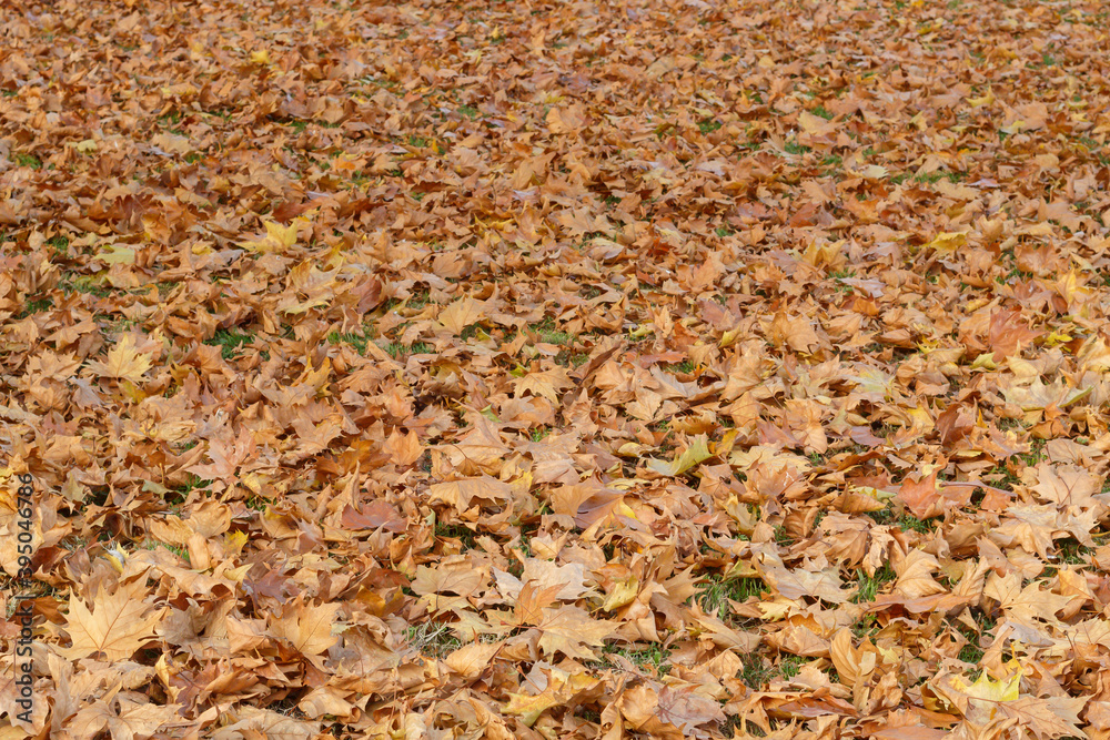 Texture of Ground Covered With Fall Brown Autumn Leaves