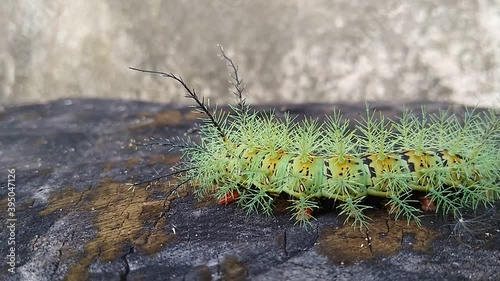 salvador, bahia / brazil - november 24, 2020: insect fire caterpillar is seen in a garden in the city of Salvador. photo