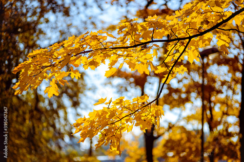 autumn leaves on a tree