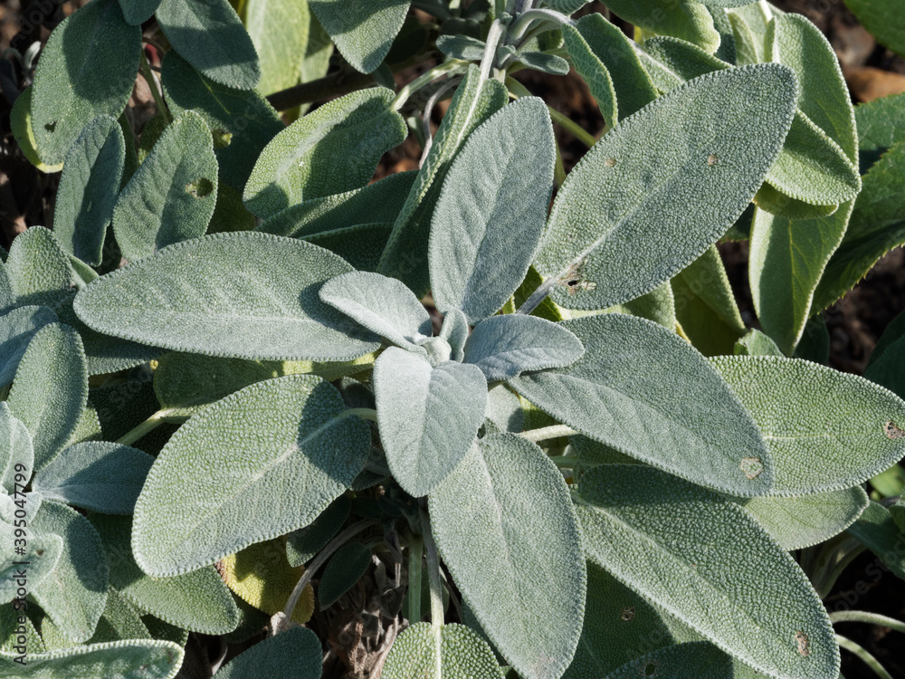 Salvia officinalis) Gros plan sur feuilles de sauge officinale à texture  marbrée vert pâle, duveteuse et marginée de dents Photos | Adobe Stock