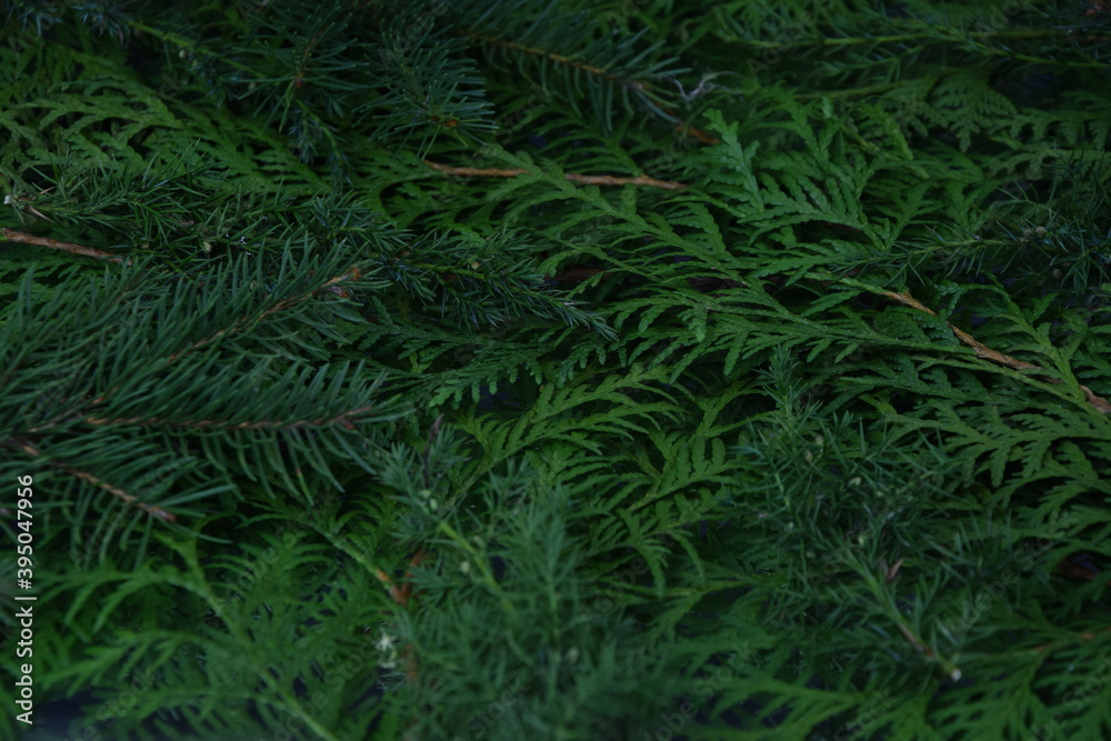 Evergreen branches natural background green xmas gałazki roślin iglastych bożonarodzeniowe tło roślinne