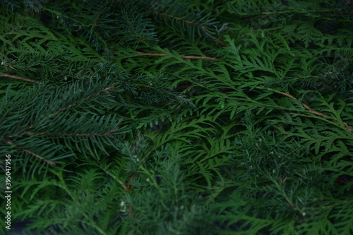 Evergreen branches natural background green xmas ga  azki ro  lin iglastych bo  onarodzeniowe t  o ro  linne
