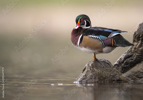 Wood Duck in Autumn 