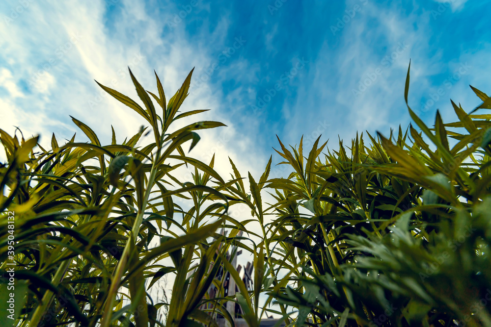 Bottom view from green grass against blue sky. Retro style. Bottom view from green grass against blue sky. Retro style.