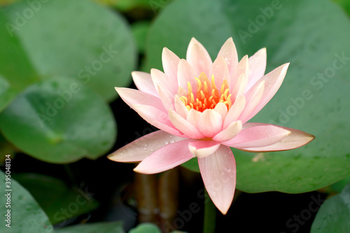 Close up pink lotus water lily flower