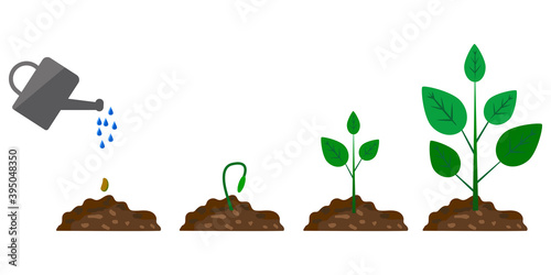 Green plant growth phase watering on white background. Grow process. Growing plant stages. Stock image.
