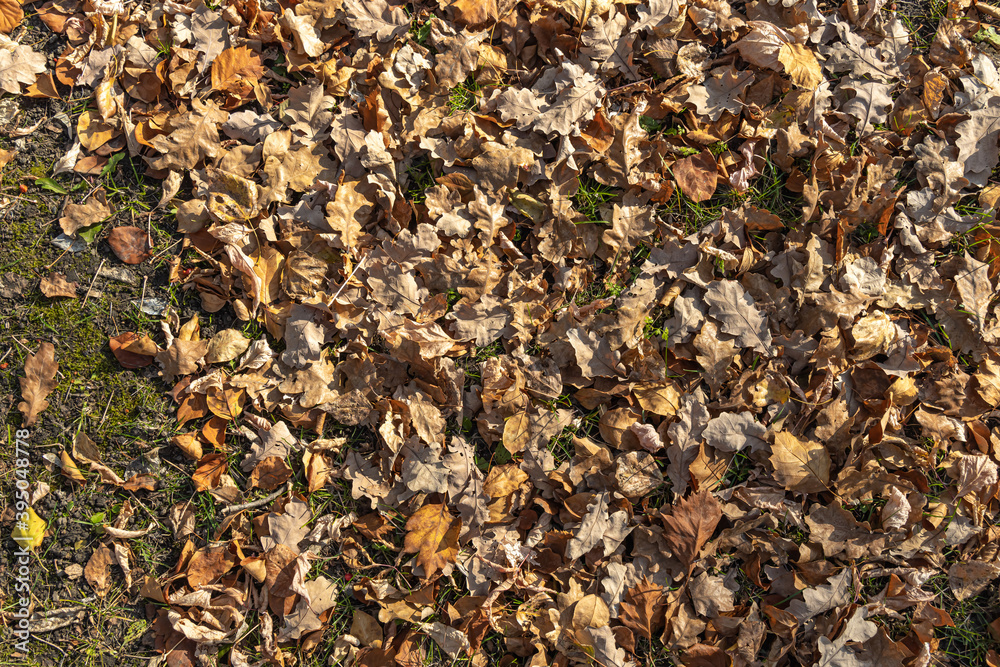 Beautiful texture of dry brown and yellow autumn oak leaves is in the park Beautiful texture of dry brown and yellow autumn oak leaves is in the park