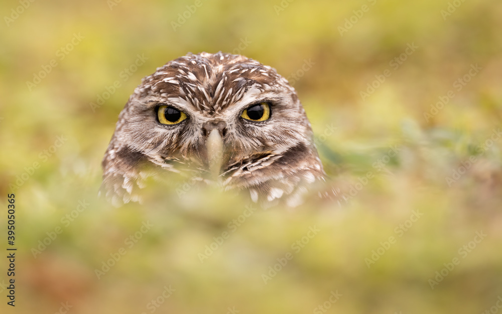 Obraz premium Burrowing Owl in Florida 