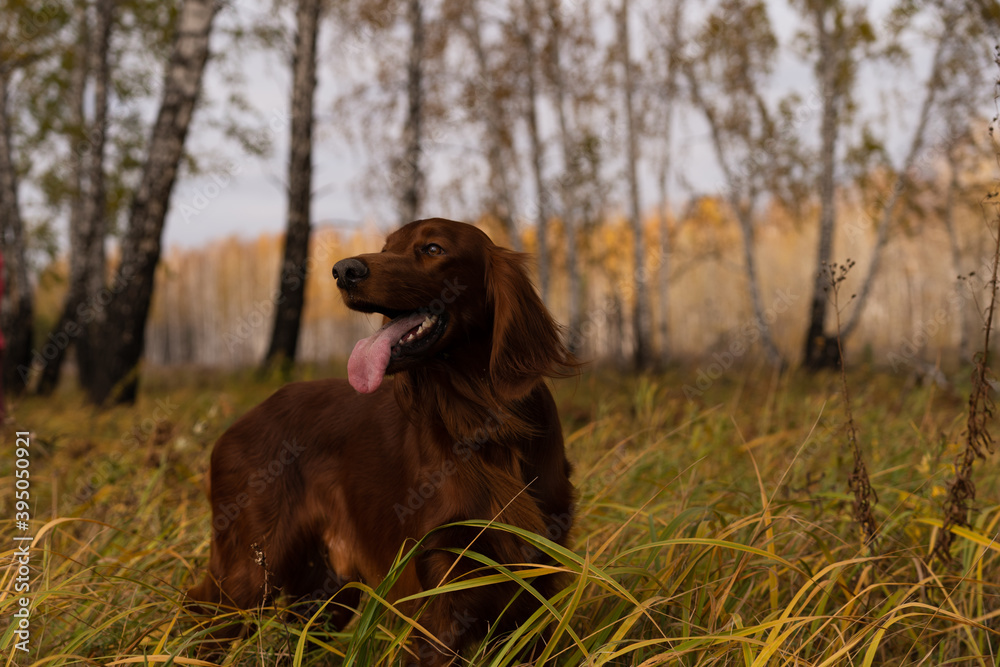Beautiful Irish Setter standing in the field Beautiful Irish Setter standing in the field