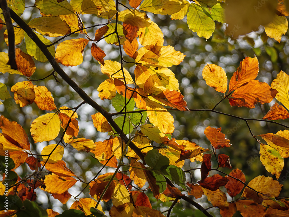 Sunlight shinning through autumn leaves