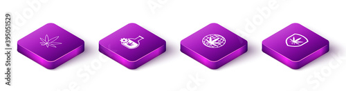 Set Isometric Marijuana or cannabis leaf, Test tube with marijuana, Legalize and Shield and icon. Vector.